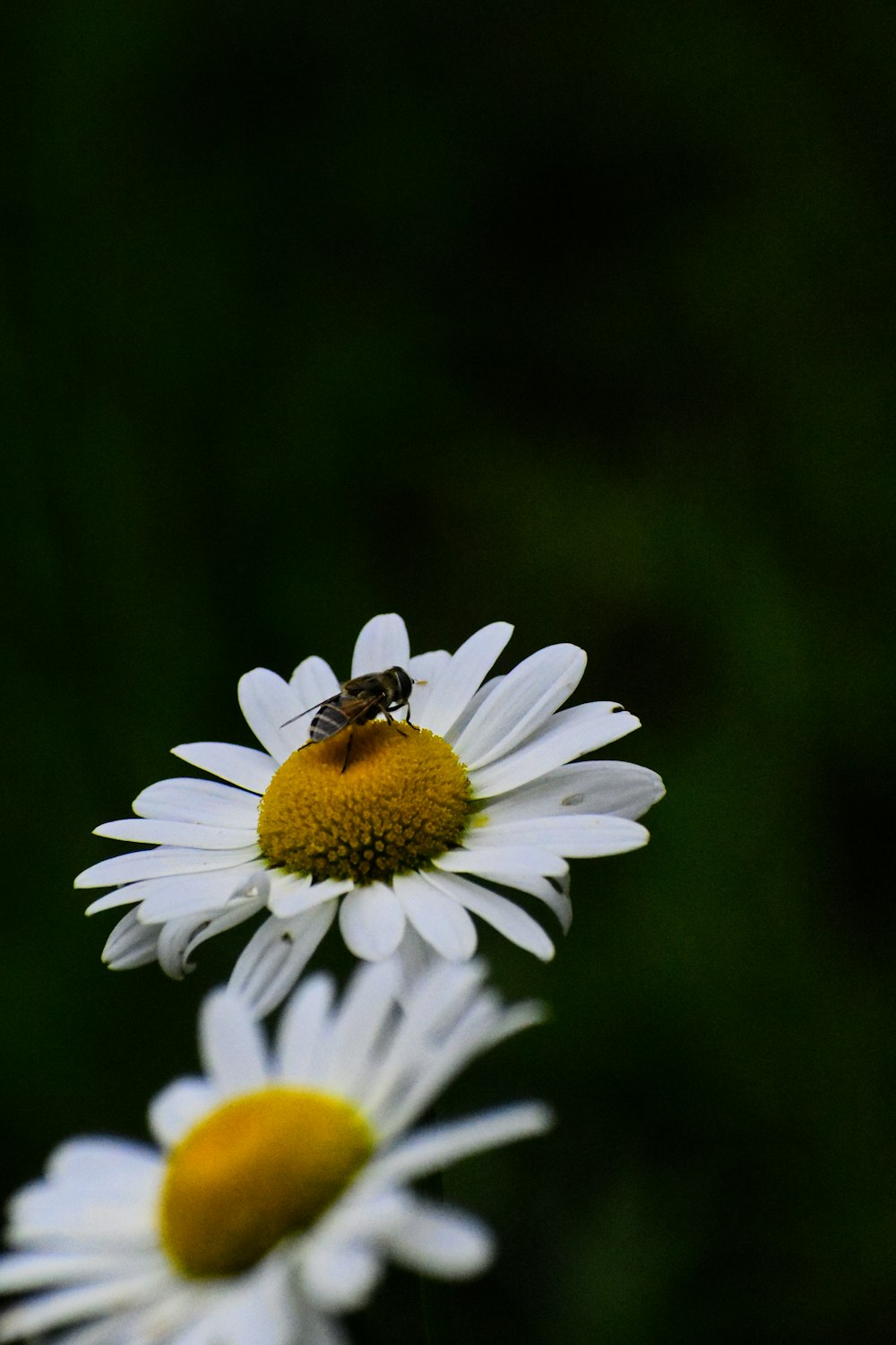 a bee sitting on top of a white flower