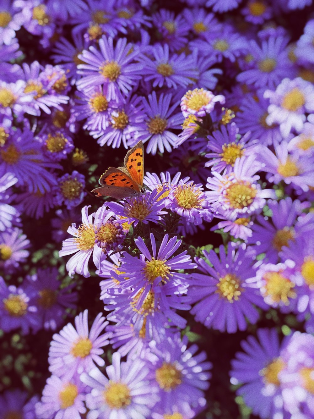 a close up of a bunch of flowers with a butterfly on it