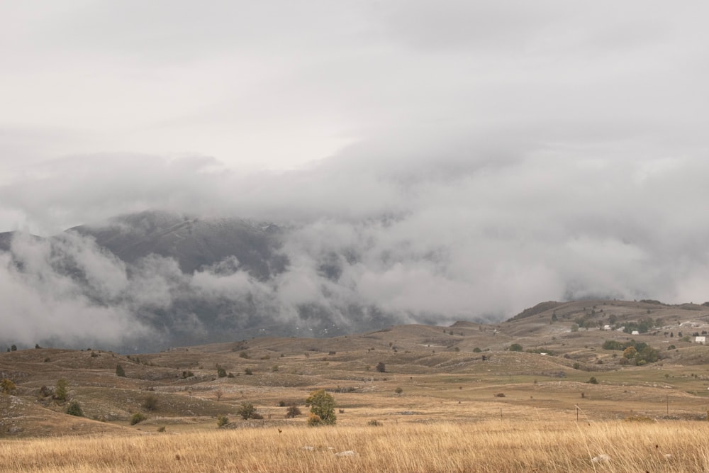 Un rebaño de ovejas de pie en la cima de un campo de hierba seca