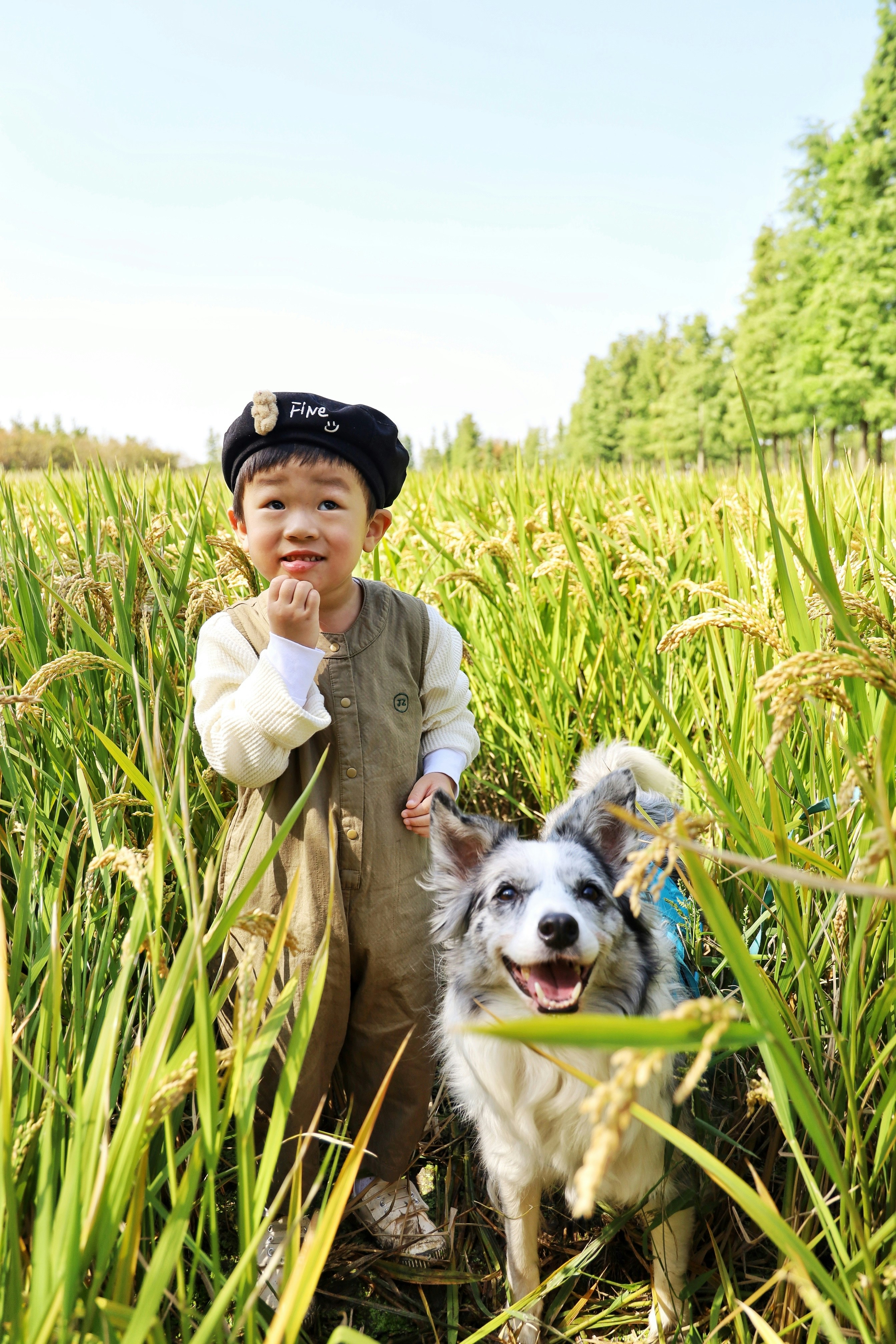 Ein Hund steht auf einem grasbedeckten Feld