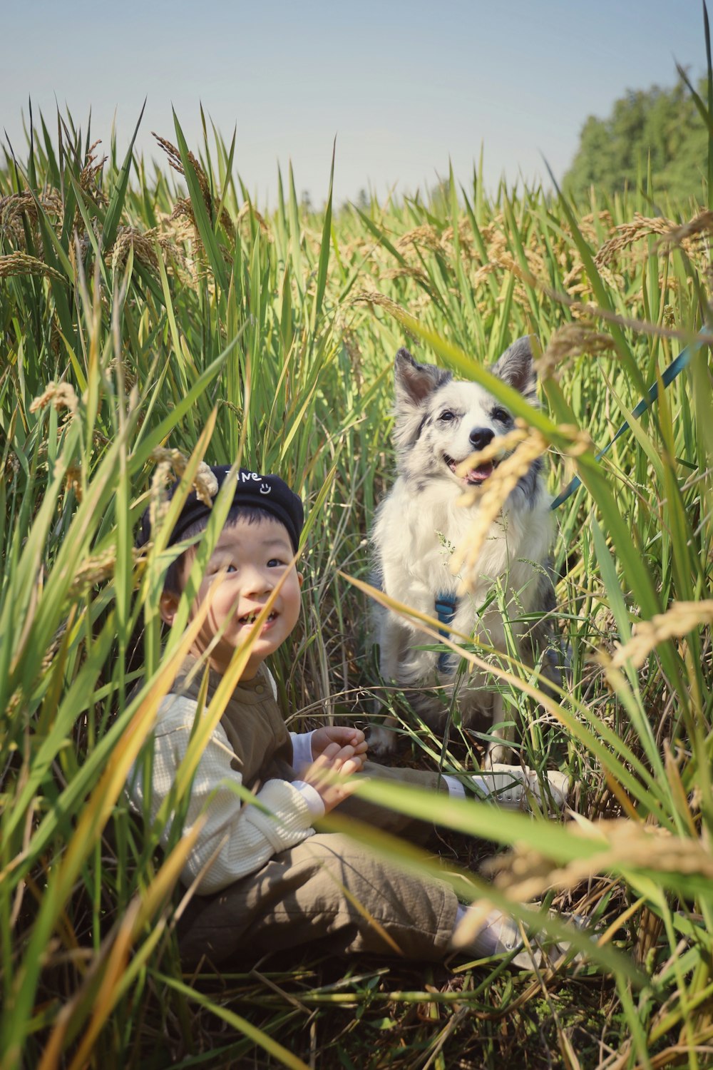 풀밭에 앉아있는 개