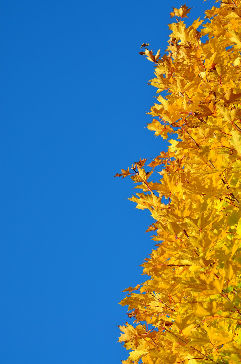 a tree with yellow leaves against a blue sky