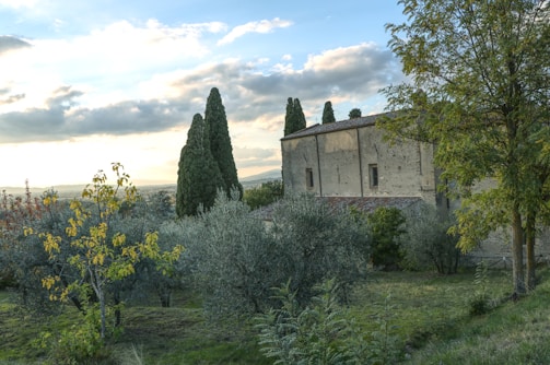 Rustic countryside house surrounded by olive trees and blue skies.