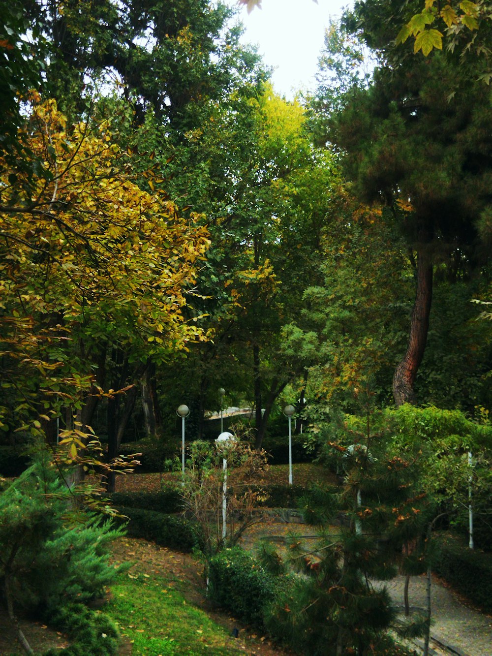 a park filled with lots of green trees