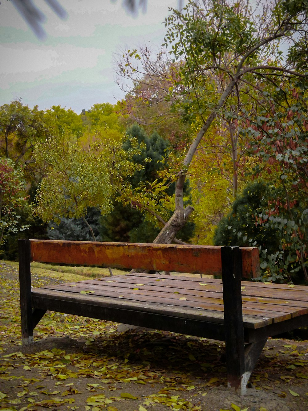 a wooden bench with a giraffe in the background