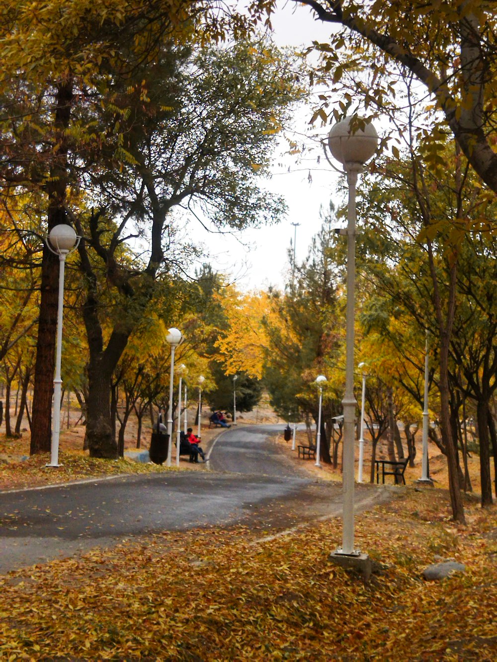 a street with a lot of trees on both sides of it