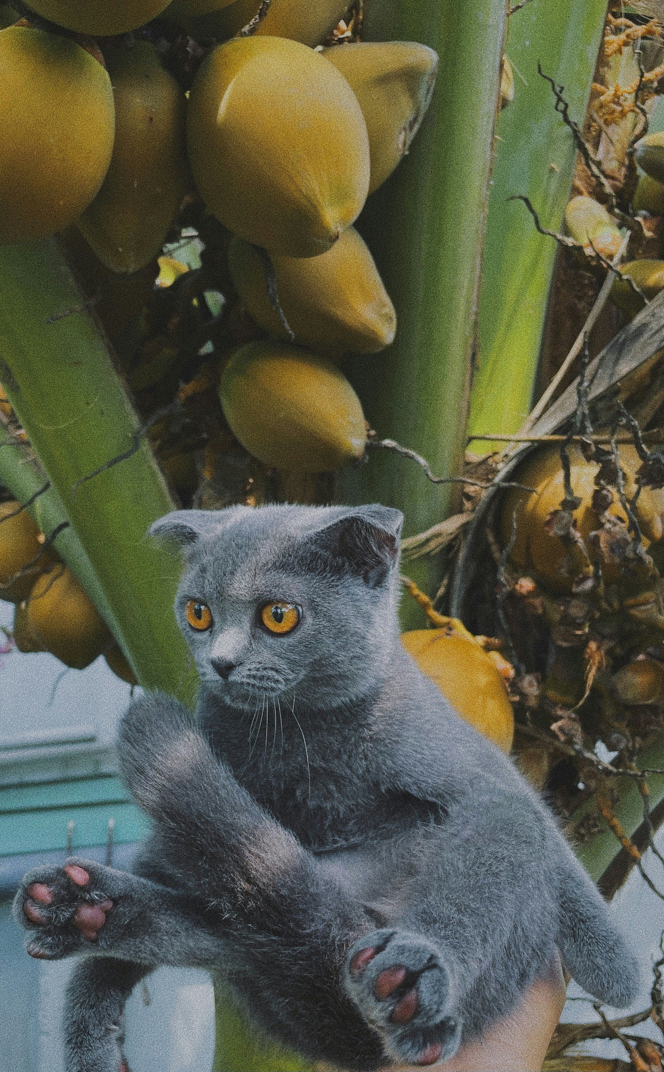 15. Coconut: The Tropical Treat (image credits: unsplash)