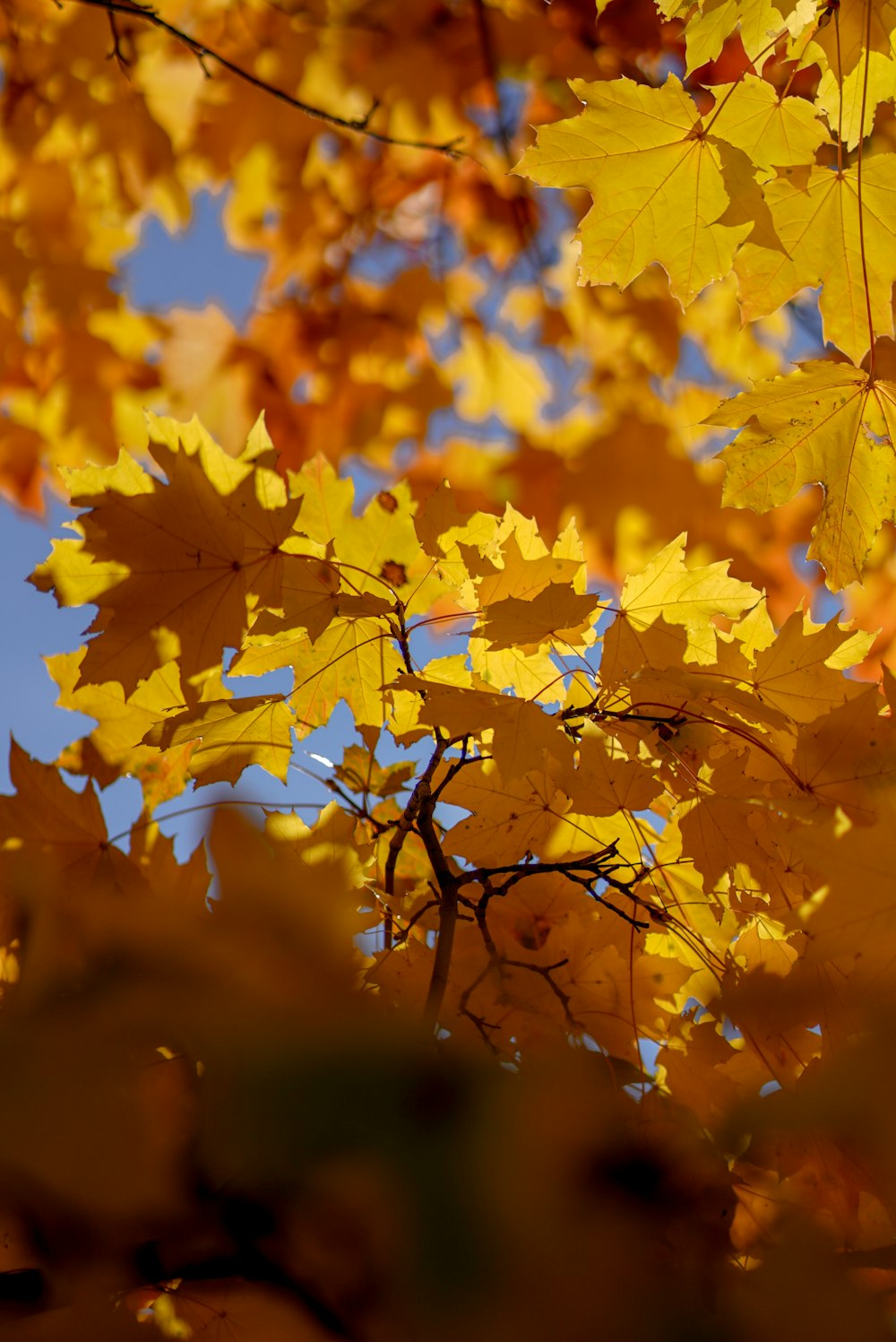 a tree with yellow leaves and a blue sky in the background