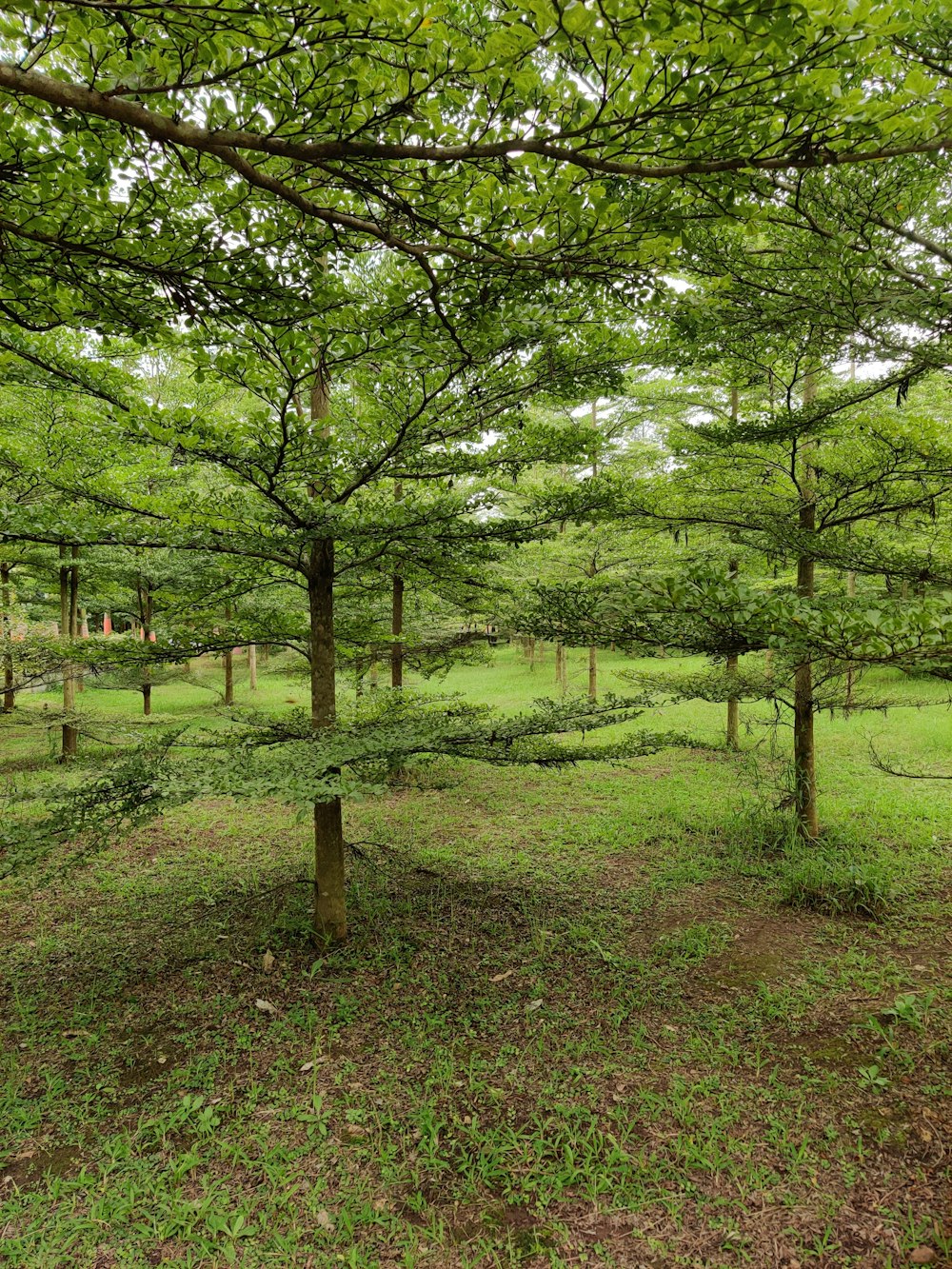 a group of trees that are in the grass