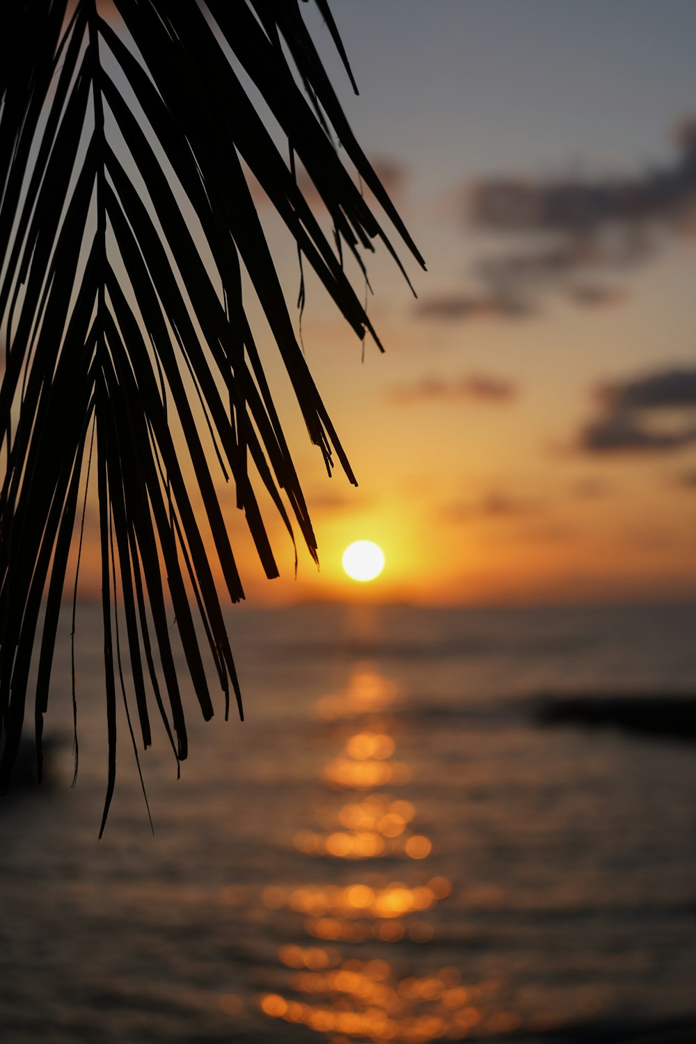 the sun is setting behind a palm tree