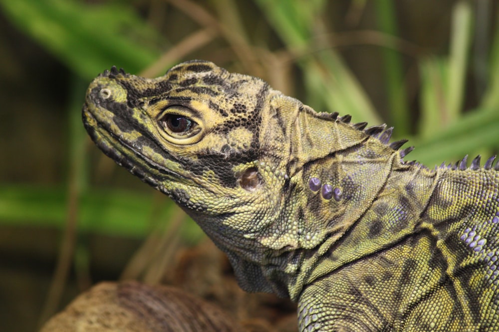 a close up of a lizard on a rock