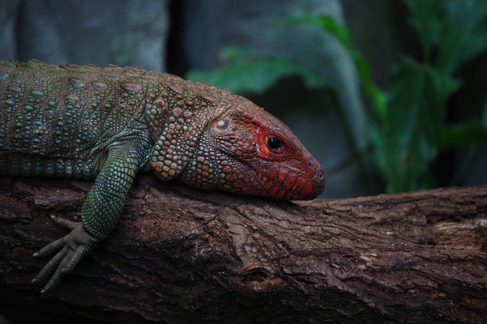 a close up of a lizard on a tree branch