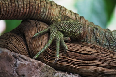 a close up of a lizard on a tree branch