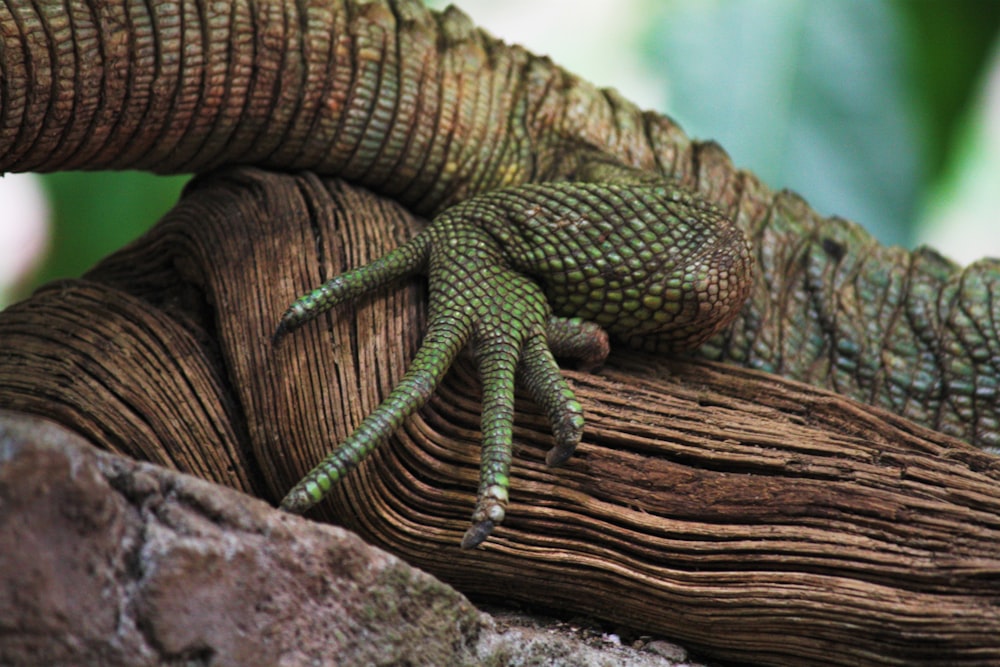 um close up de um lagarto em um galho de árvore