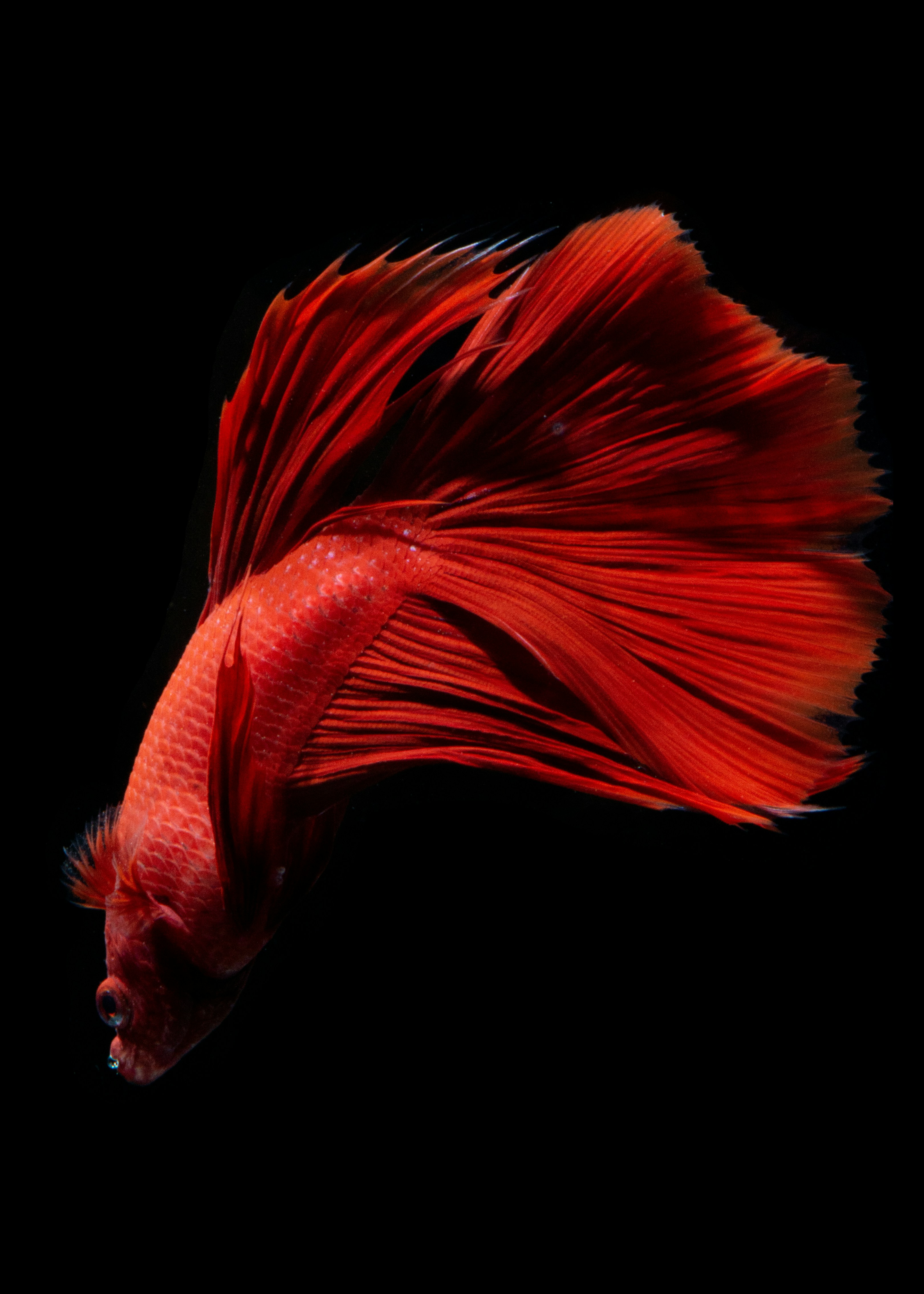 リアルな海中の小魚イラスト, 動物, アニマル, どうぶつ背景壁紙画像素材無料ダウンロード - Pngtree, image size:3000x4201