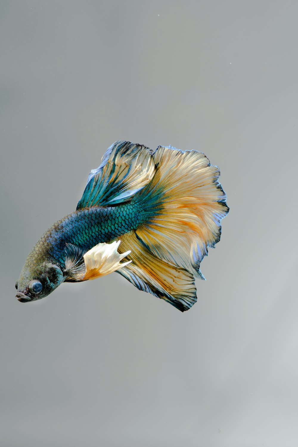 a blue and yellow fish floating in the air