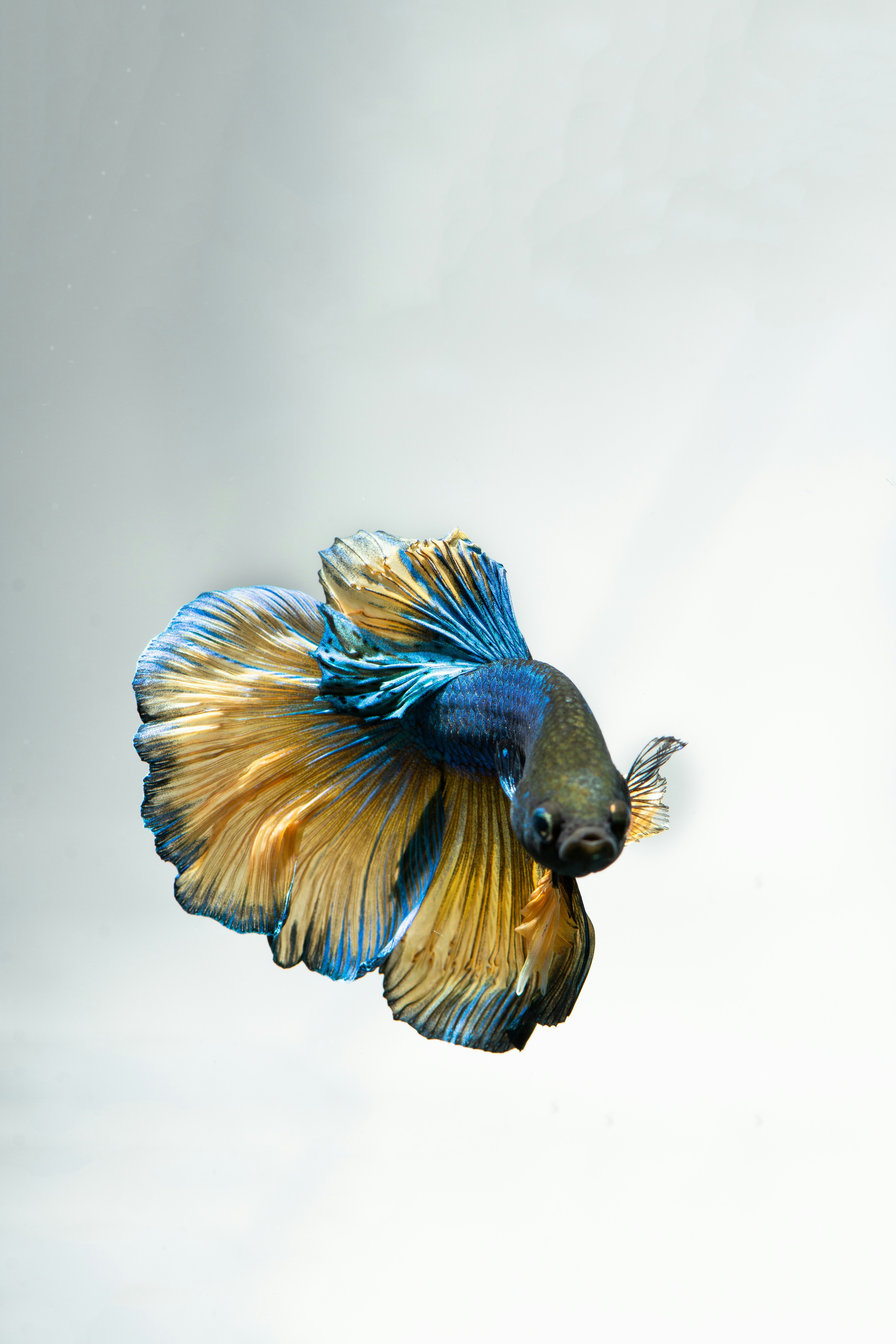 A blue and yellow fish flying through the air photo Free Bird Image