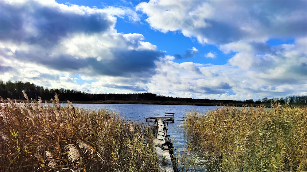 a body of water surrounded by tall grass