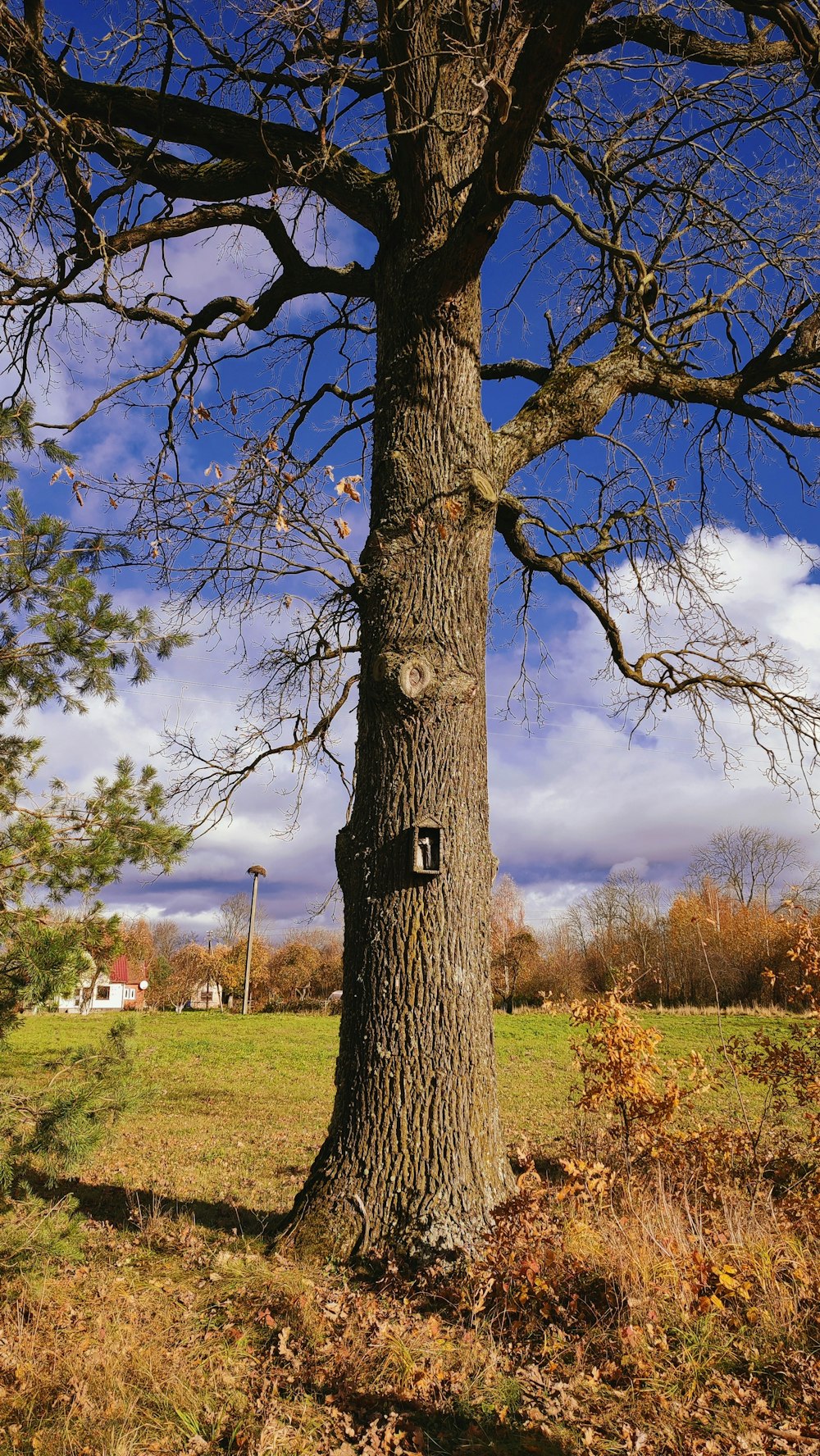 a tree with a hole in the bark