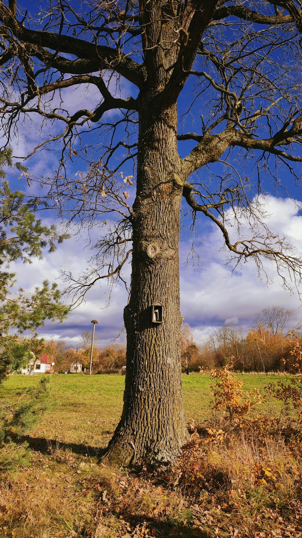 Ein Baum mit einem Loch in der Rinde