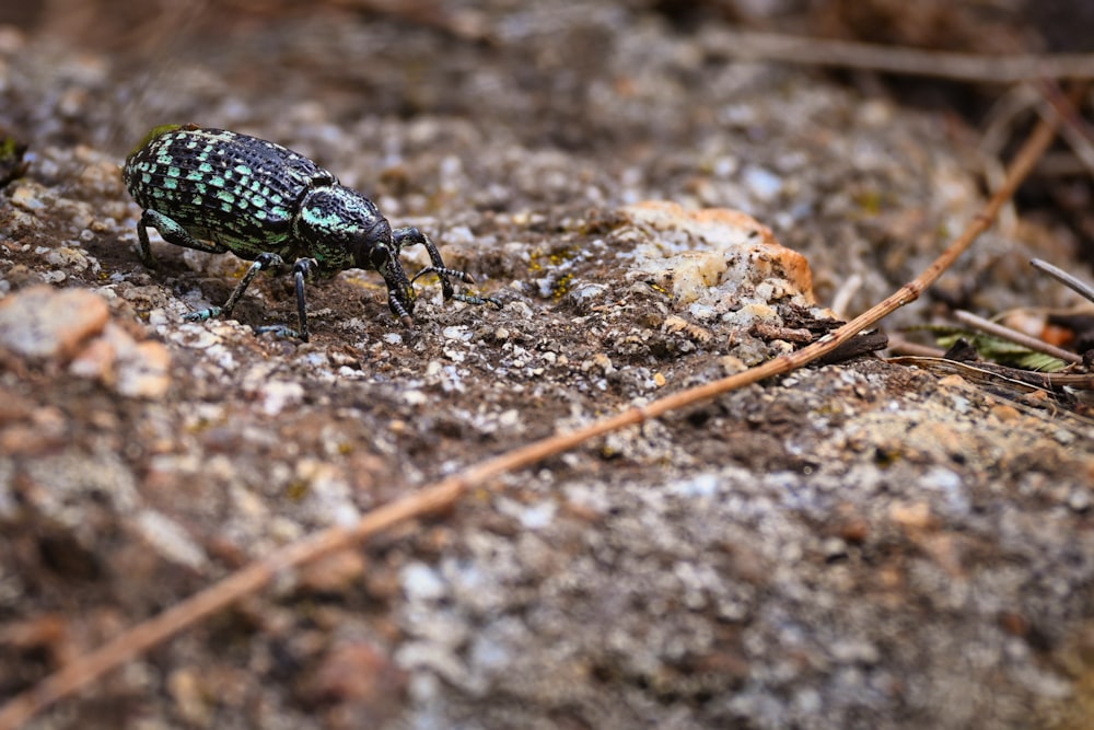 a green and black bug sitting on top of a rock