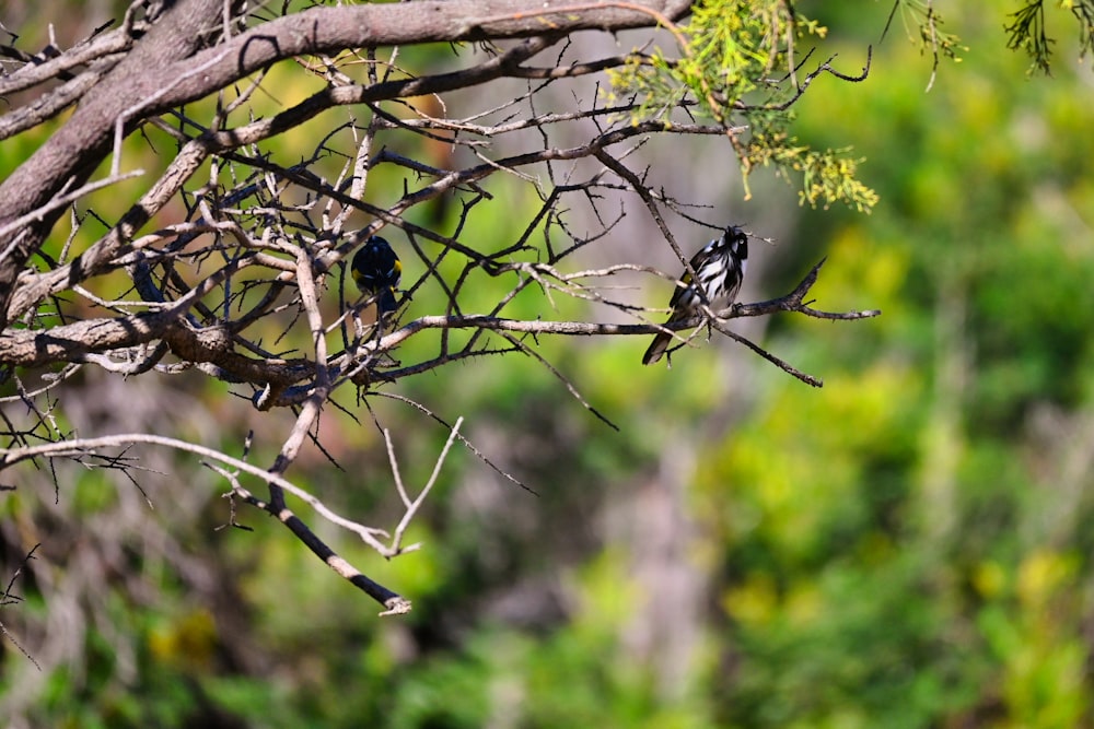 a couple of birds sitting on top of a tree branch