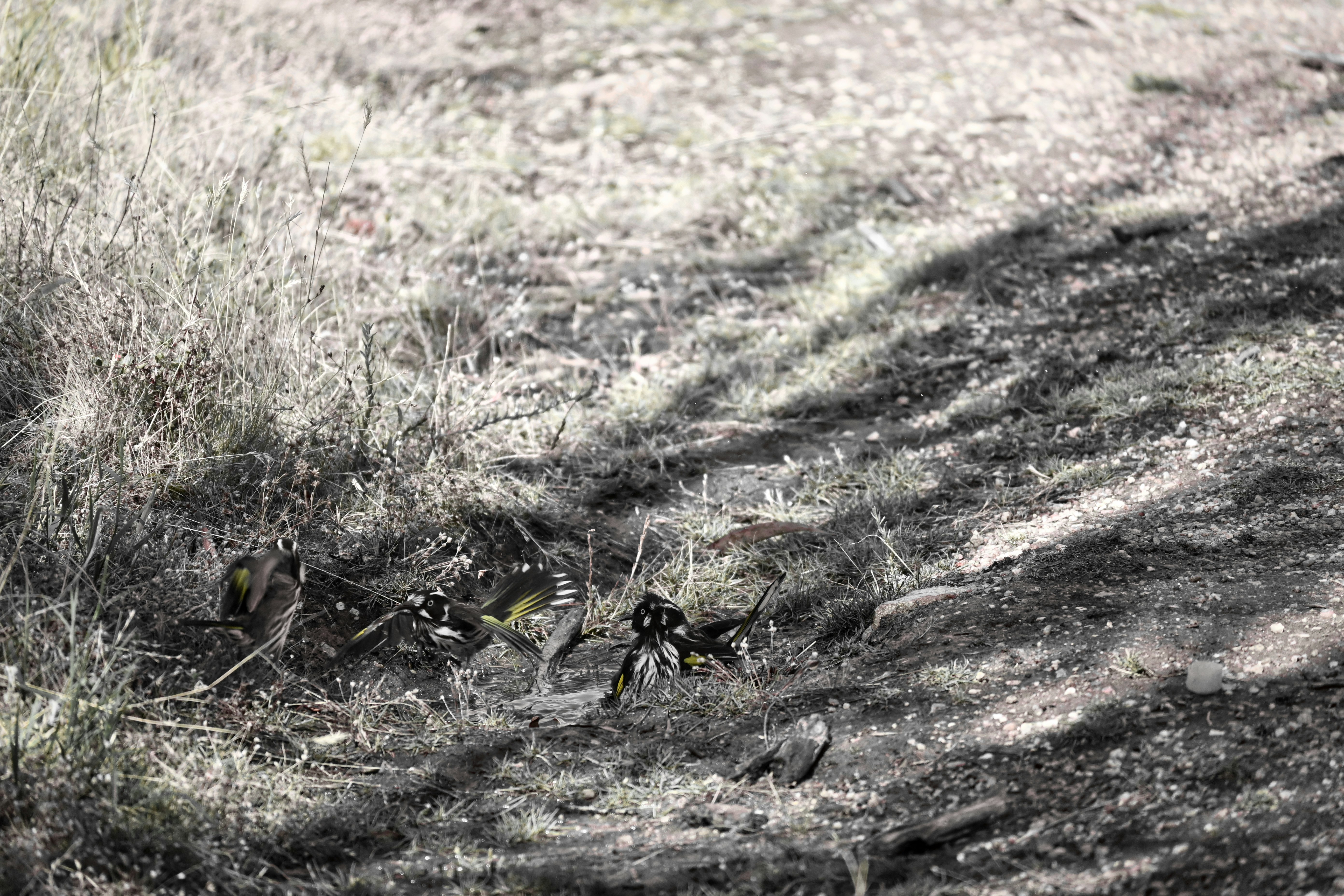 New Holland honeyeater birds by a puddle