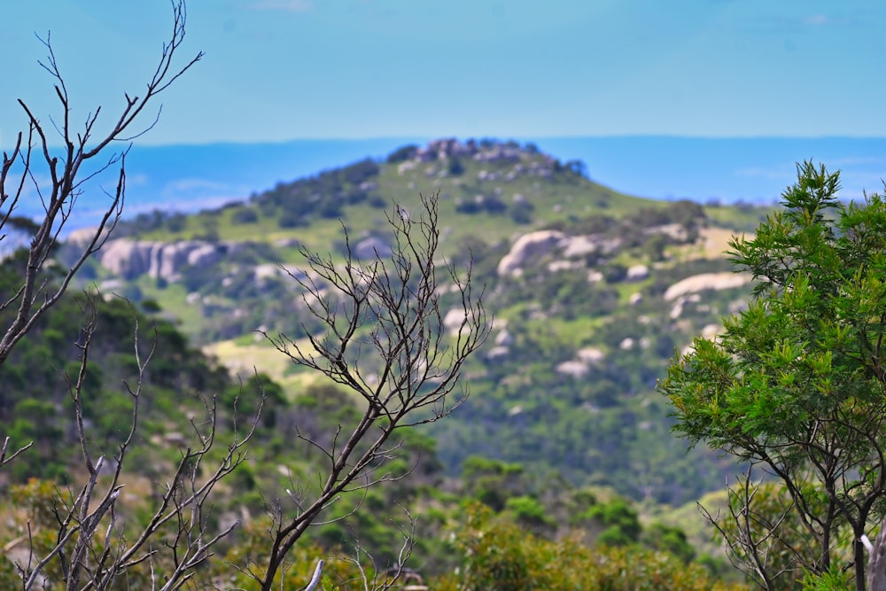 a view of a mountain range with trees in the foreground