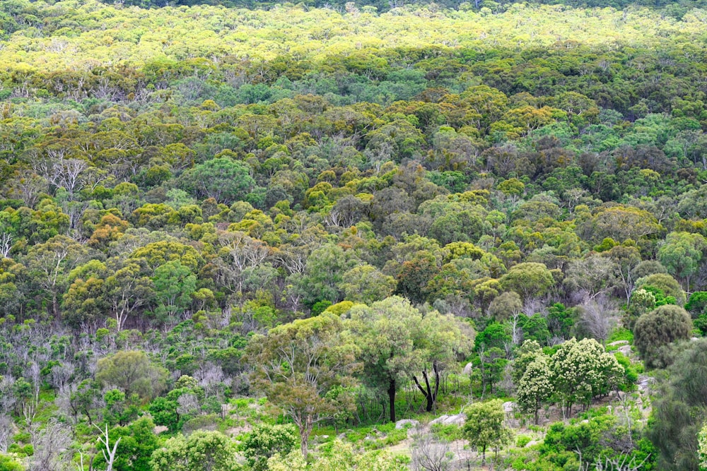 Une forêt verdoyante remplie de nombreux arbres