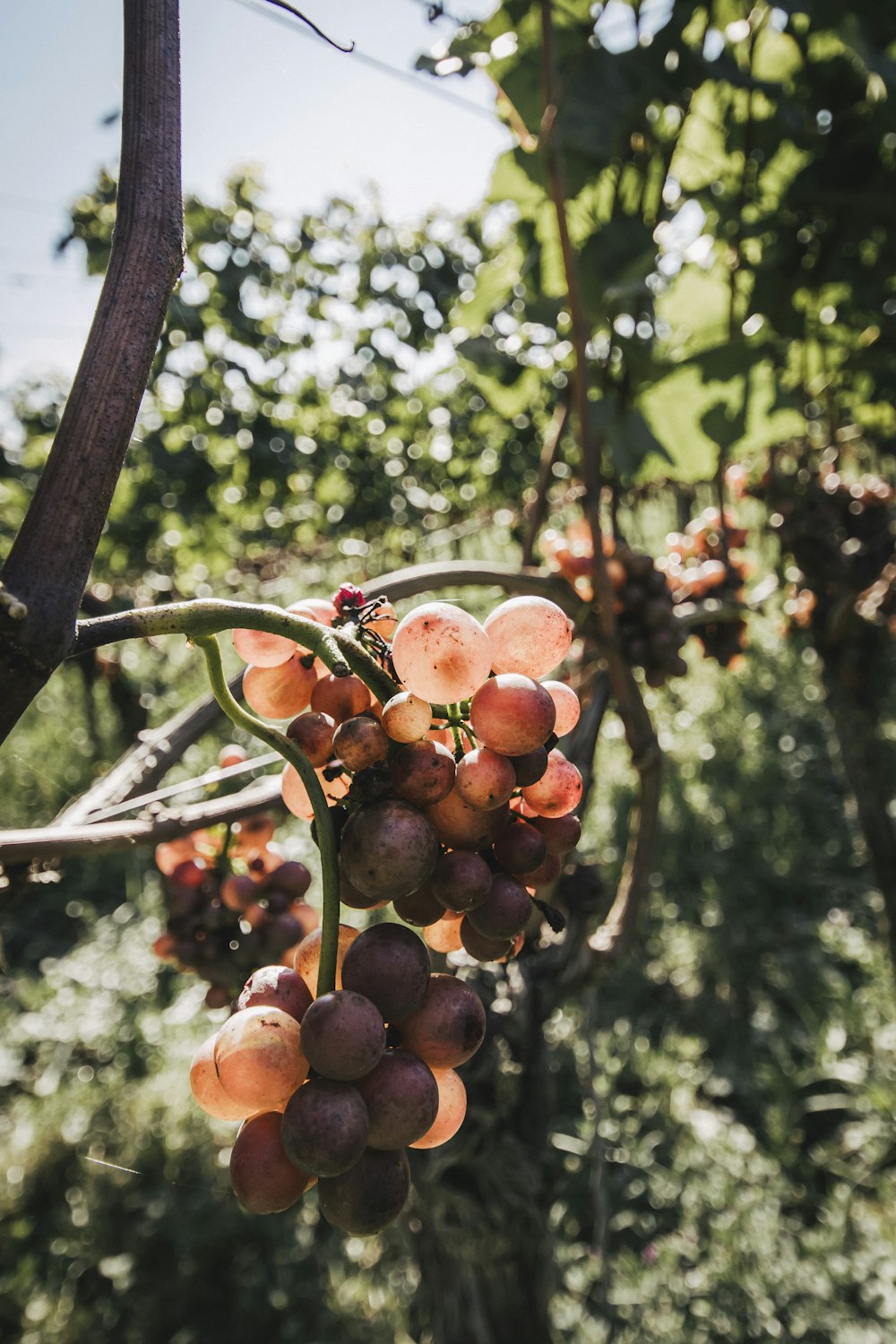 a bunch of grapes hanging from a vine