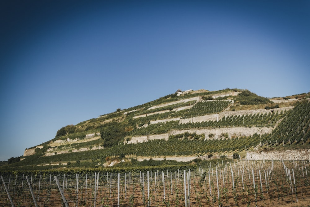 une colline couverte de vignes avec une maison au sommet