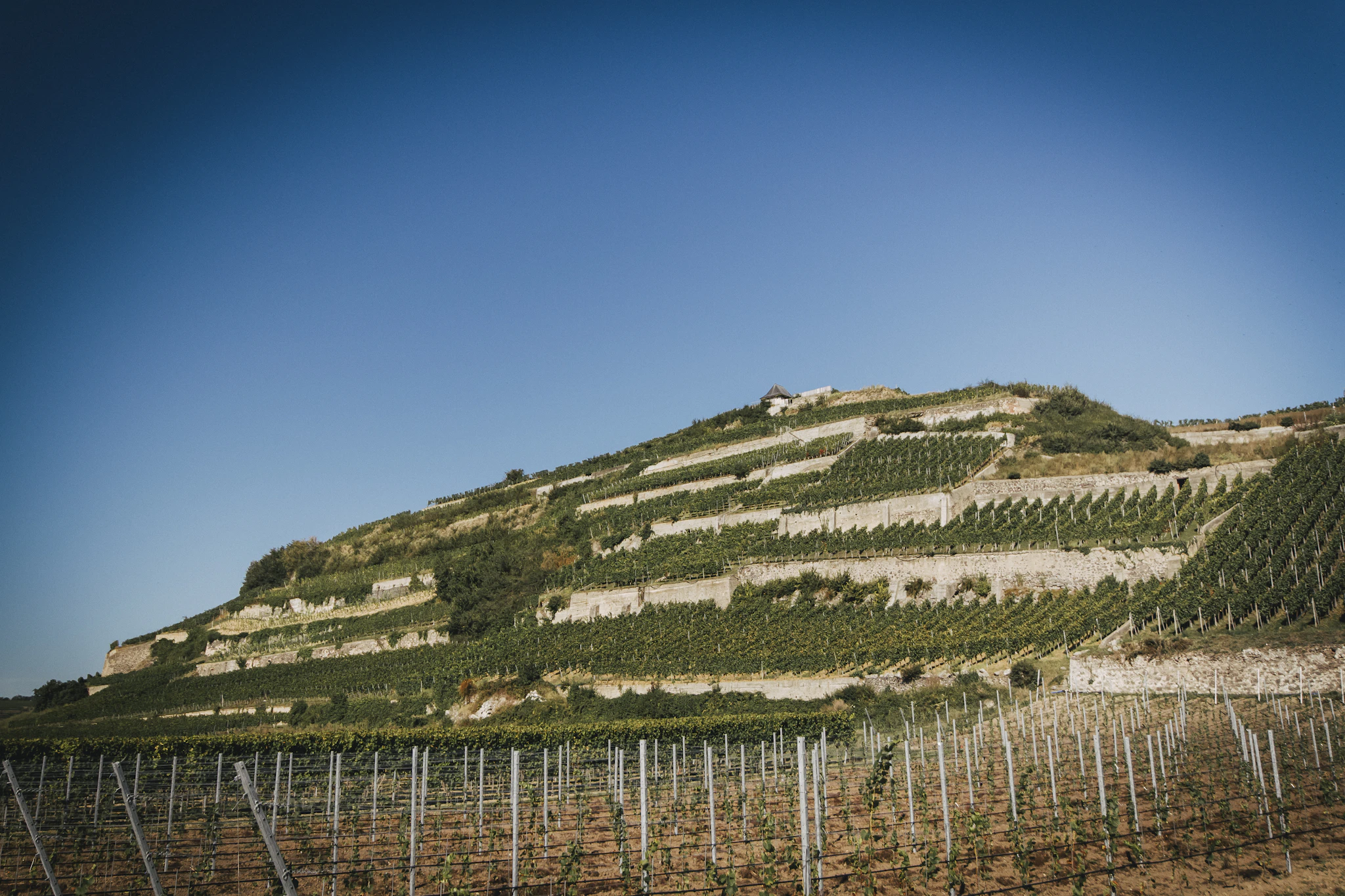 Côte-Rôtie