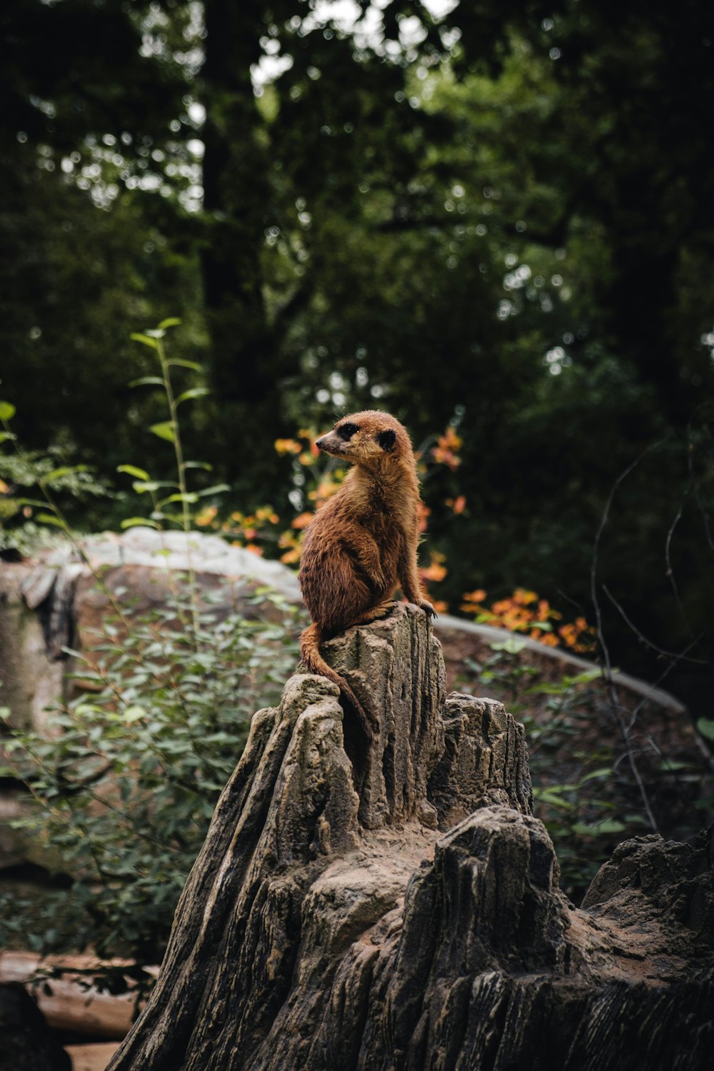 a brown animal sitting on top of a tree stump