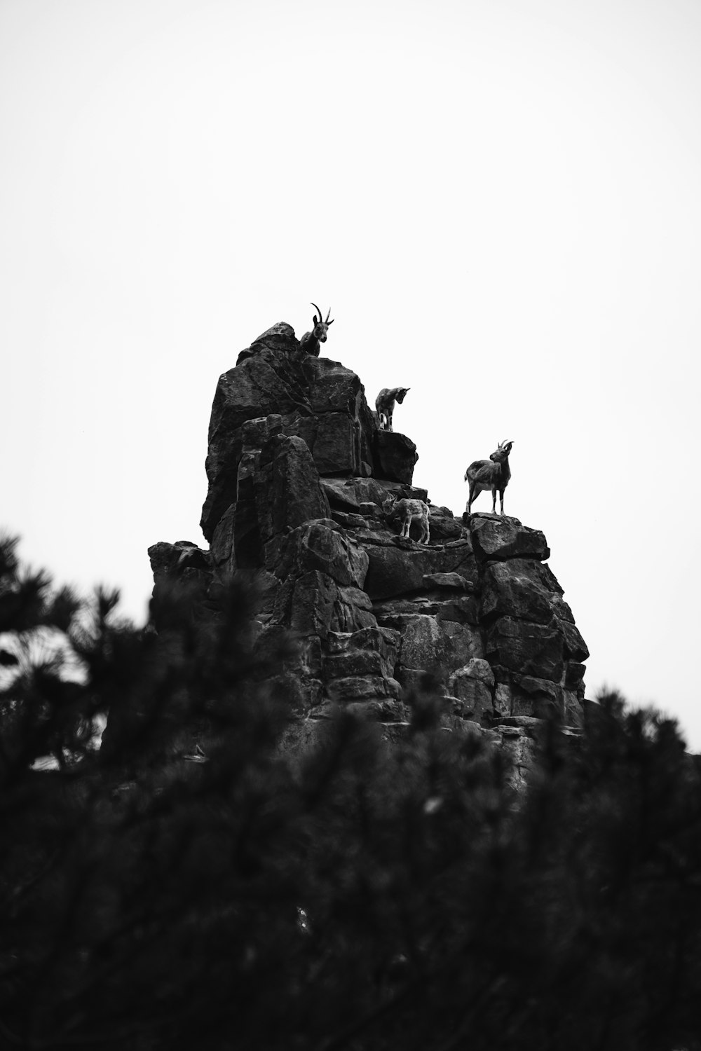 a couple of animals standing on top of a mountain