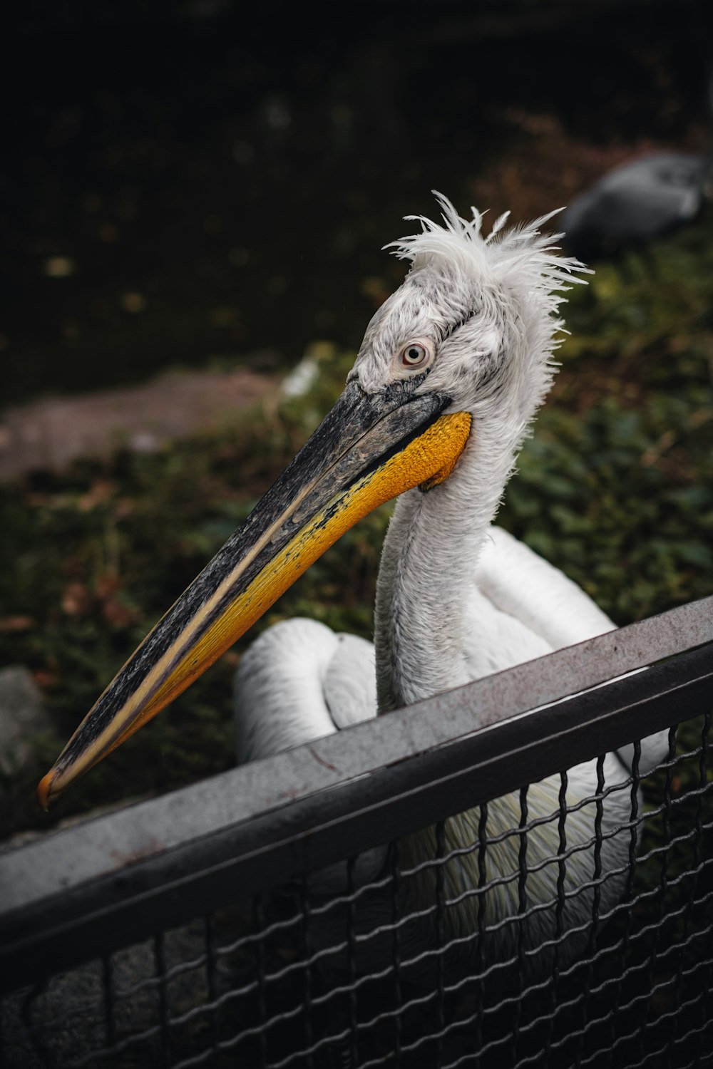 a white bird with a yellow beak and a black cage