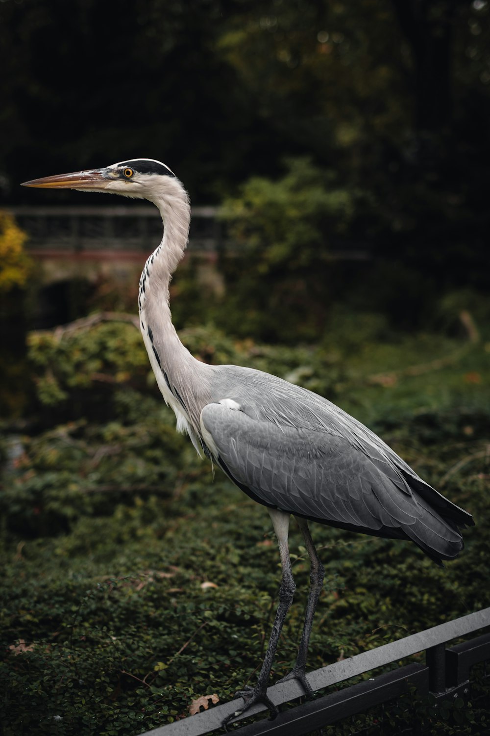 a large bird standing on top of a lush green field