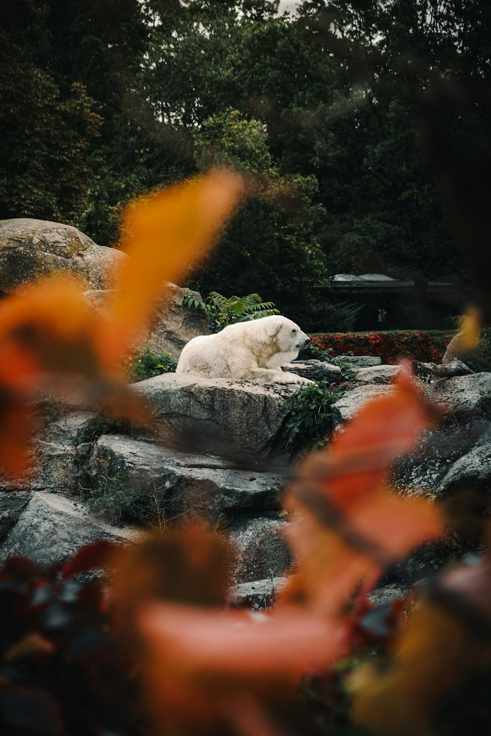 a polar bear laying on top of a pile of rocks
