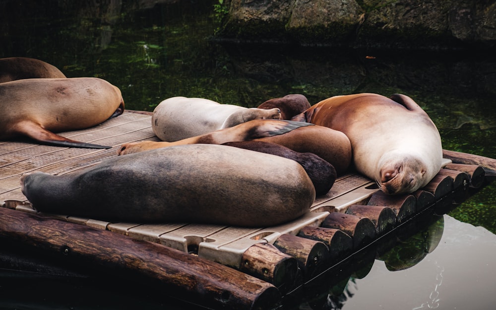 a group of sea lions laying on top of a wooden platform