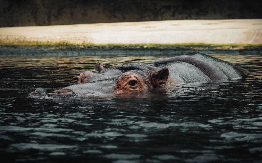 a hippopotamus swimming in a body of water