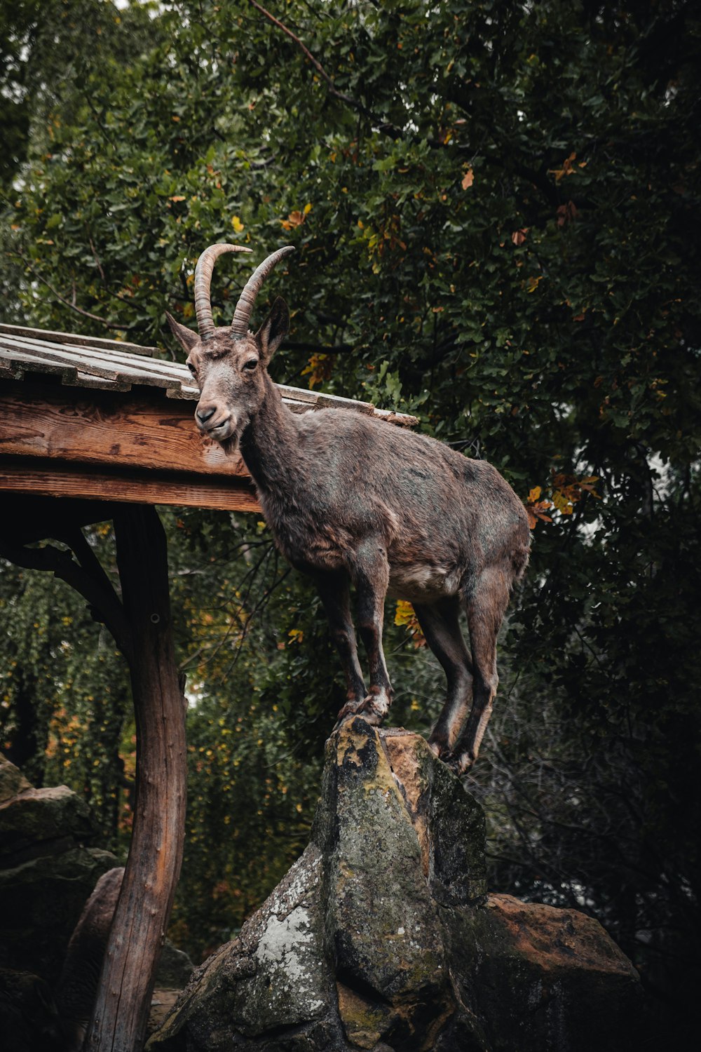 a goat standing on top of a rock next to a forest