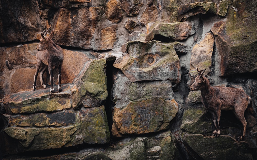 a couple of animals that are standing on some rocks