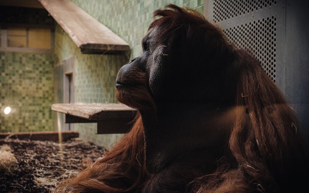 an orangutan sitting on a bench in a zoo