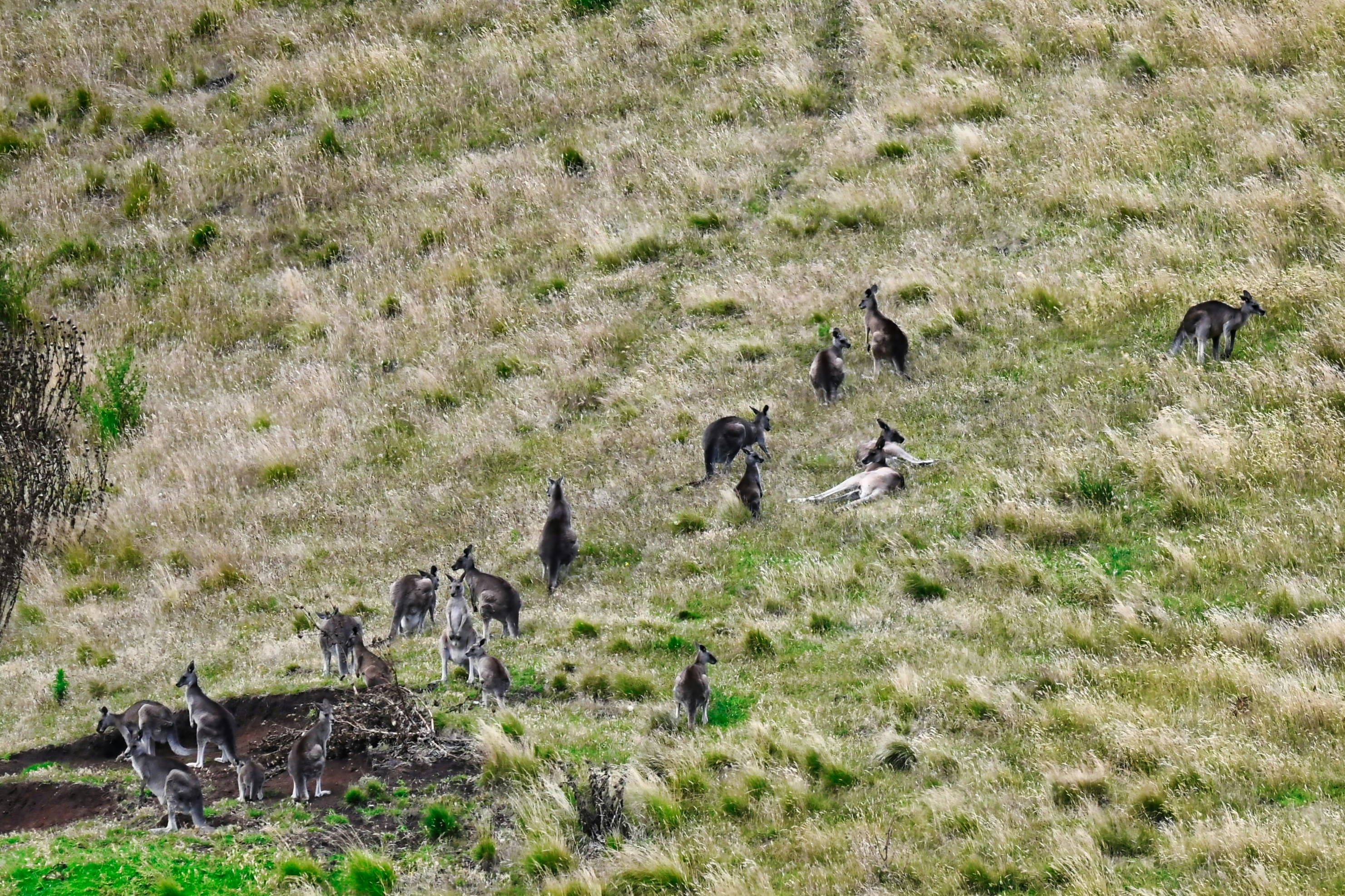 a herd of kangaroos on a grassy hill