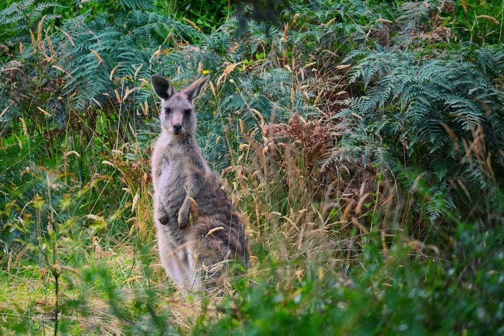 a kangaroo standing in a field of tall grass