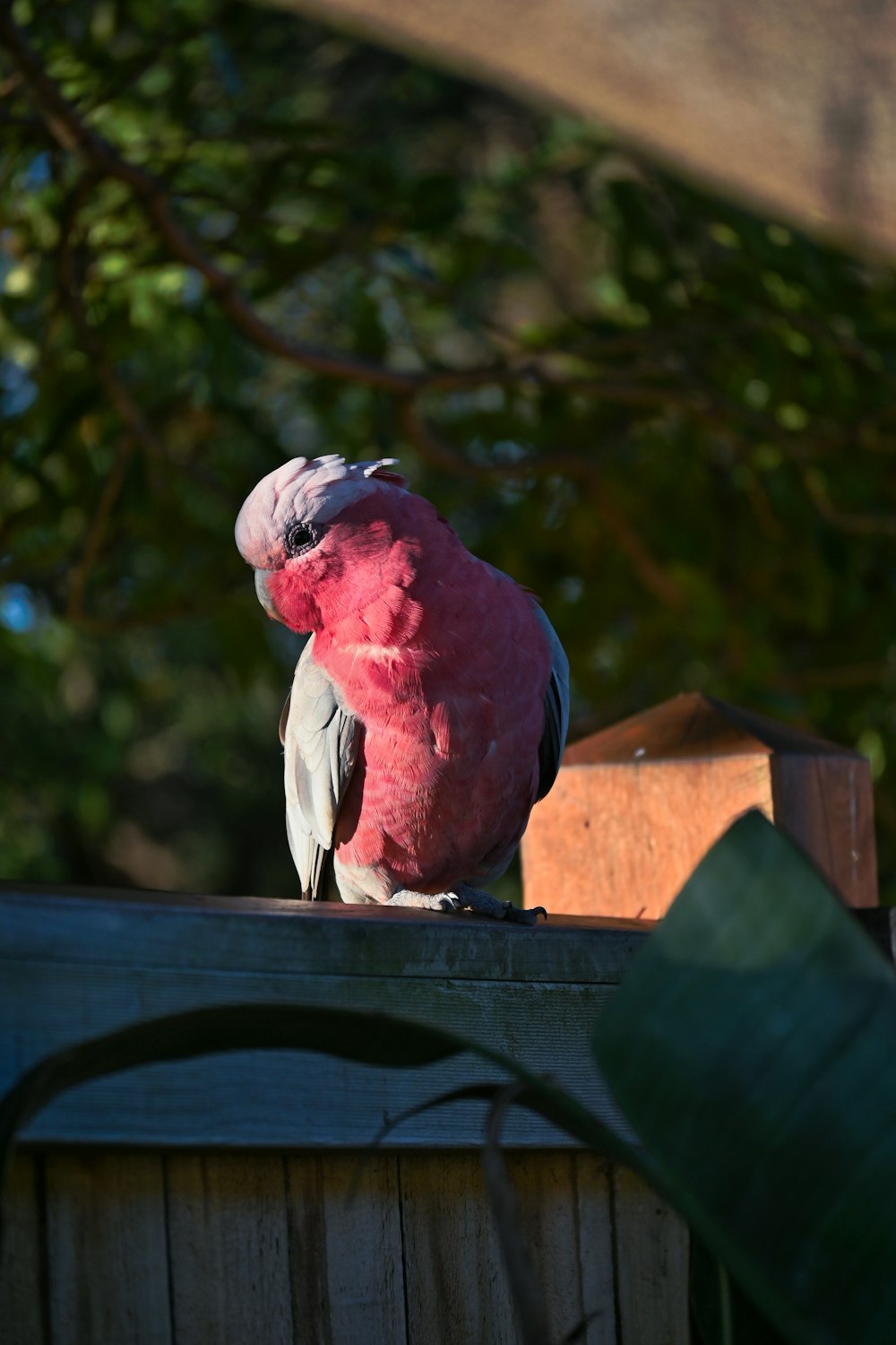 a pink and grey bird sitting on top of a wooden fence