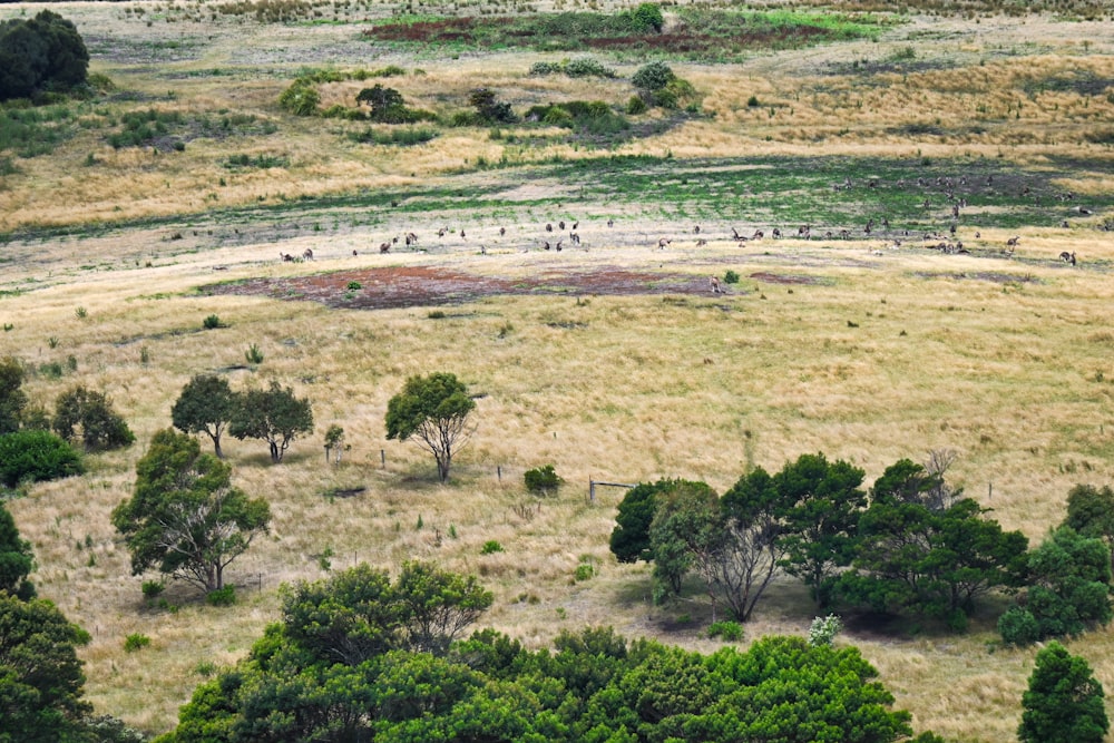 an aerial view of a grassy field with trees