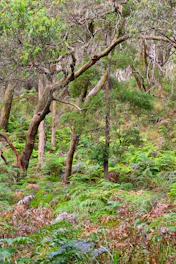 A detailed 3D animation of a dense forest with animals moving naturally among the trees.