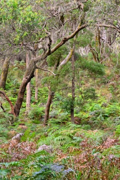 A vibrant forest scene teeming with wildlife.