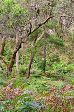 A vibrant forest scene showcasing diverse plant life and wildlife.