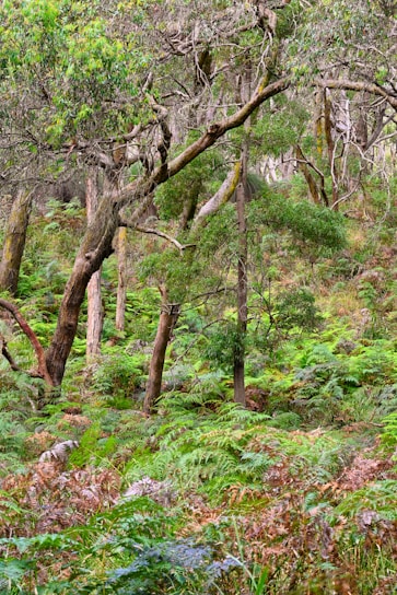 A vibrant forest scene showcasing diverse plant life and wildlife.